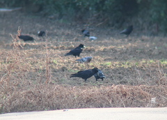 Corvus frugilegus