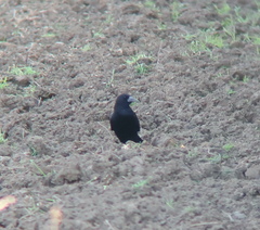 Corvus frugilegus