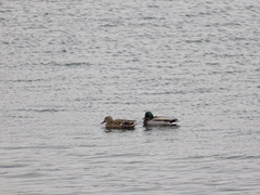 Anas platyrhynchos
