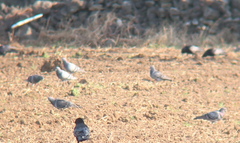 Columba livia domestica