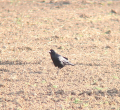Corvus frugilegus