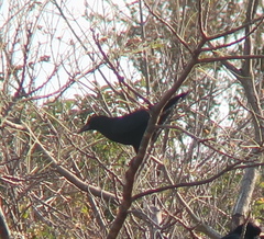 Corvus frugilegus
