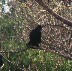 Corvus frugilegus