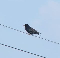 Corvus frugilegus