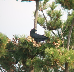 Corvus macrorhynchos