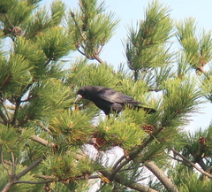 Corvus frugilegus