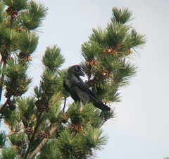 Corvus macrorhynchos