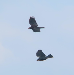 Corvus macrorhynchos