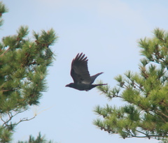 Corvus macrorhynchos