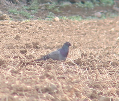 Columba livia domestica