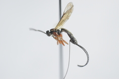 Dolichomitus