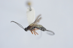 Dolichomitus