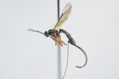 Dolichomitus