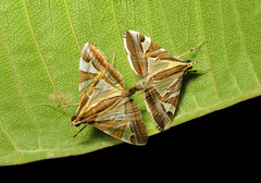 Agrioglypta itysalis