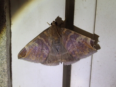 Pindara illibata