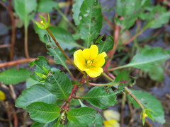 Ludwigia peploides glabrescens