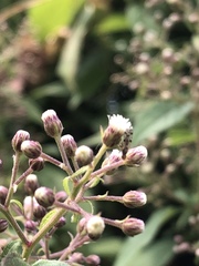 Archibaccharis hirtella