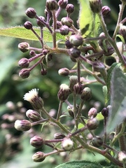 Archibaccharis hirtella