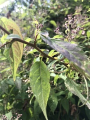 Archibaccharis hirtella