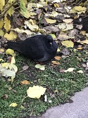 Columba livia domestica