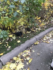 Columba livia domestica