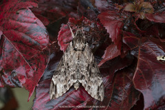 Psilogramma discistriga