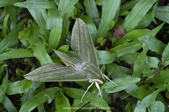 Cechetra subangustata