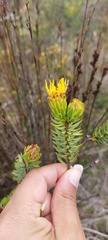 Lachnaea aurea