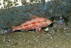 Upeneichthys