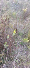 Lachnaea aurea