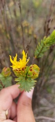 Lachnaea aurea
