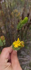 Lachnaea aurea