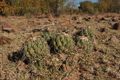 Coryphantha tripugionacantha