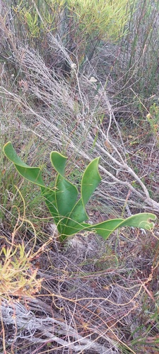 Cyrtanthus carneus