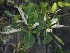 Terminalia muelleri