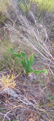 Cyrtanthus carneus
