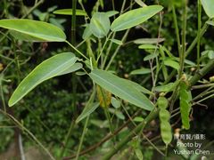 Codariocalyx motorius