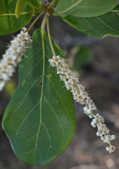Terminalia muelleri