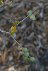 Terminalia muelleri