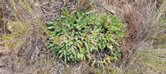Acrodon