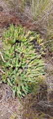Acrodon
