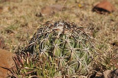 Coryphantha tripugionacantha