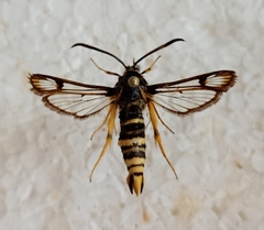 Bembecia megillaeformis