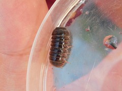 Armadillo officinalis