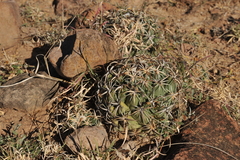 Coryphantha tripugionacantha
