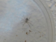 Hersilia caudata
