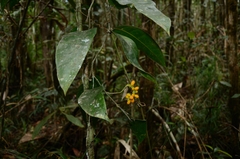 Pothos falcifolius