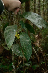 Pothos falcifolius