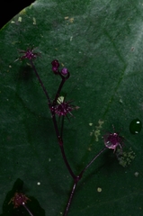 Sciaphila