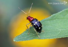 Gynandrobrotica lepida